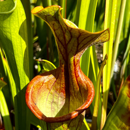 Sarracenia Dutch Thick Lip