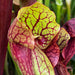 Sarracenia × Courtii