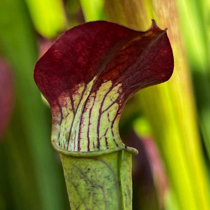 Sarracenia Alata Var. Rubrioperculata - Red Lid (De Soto National Forest Mississippi) Mk-A3