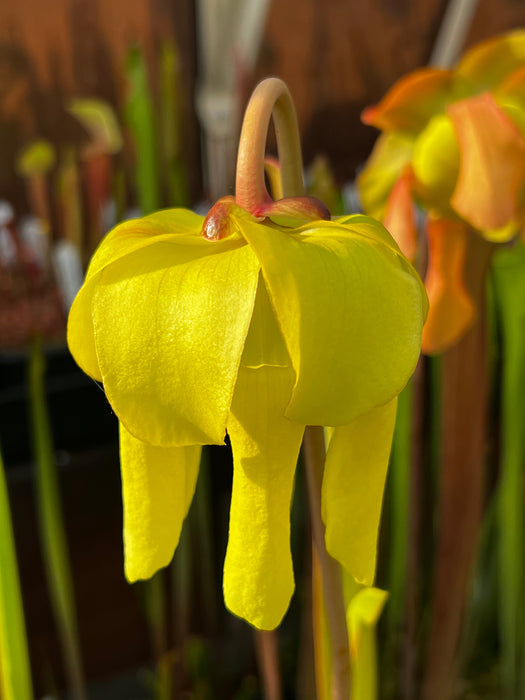 Sarracenia Flava Var. Cuprea Is-Fc01