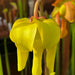 Sarracenia Flava Var. Cuprea Is-Fc01