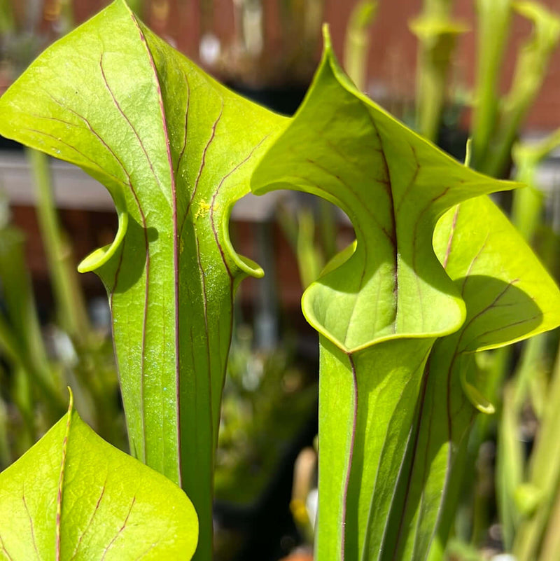 Sarracenia Flava Var. Cuprea (Exum North Carolina) Mk-F131A