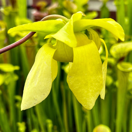 Sarracenia Frogs Porn