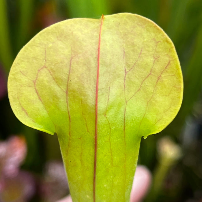 Sarracenia × Harperi