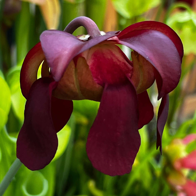 Sarracenia Bella