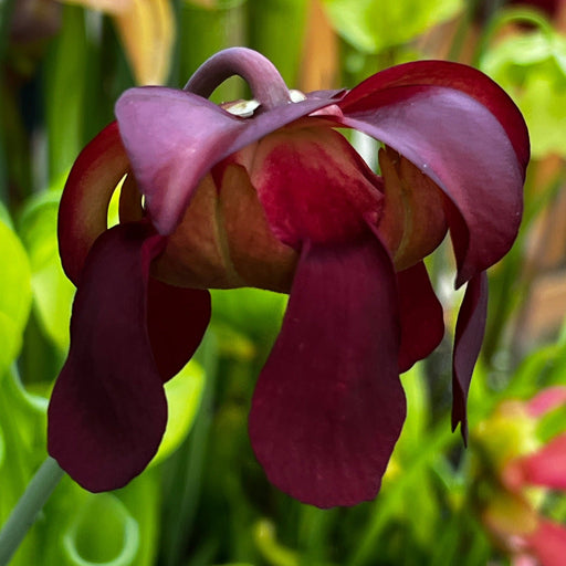 Sarracenia Bella