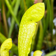 Sarracenia × Gilpini F. Heterophylla X Minor Var. Viridescens