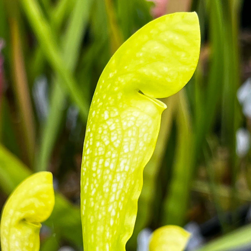 Sarracenia × Gilpini F. Heterophylla X Minor Var. Viridescens