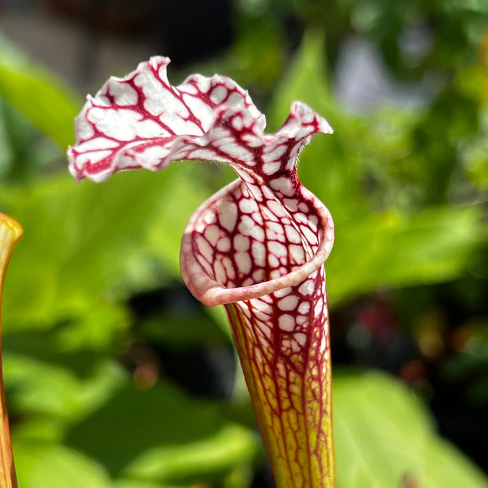 Sarracenia Leucophylla - L3C Yuri Sarzi