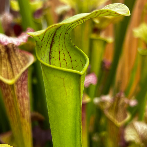 Sarracenia × Harperi