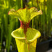 Sarracenia × Moorei Leah Wilkerson