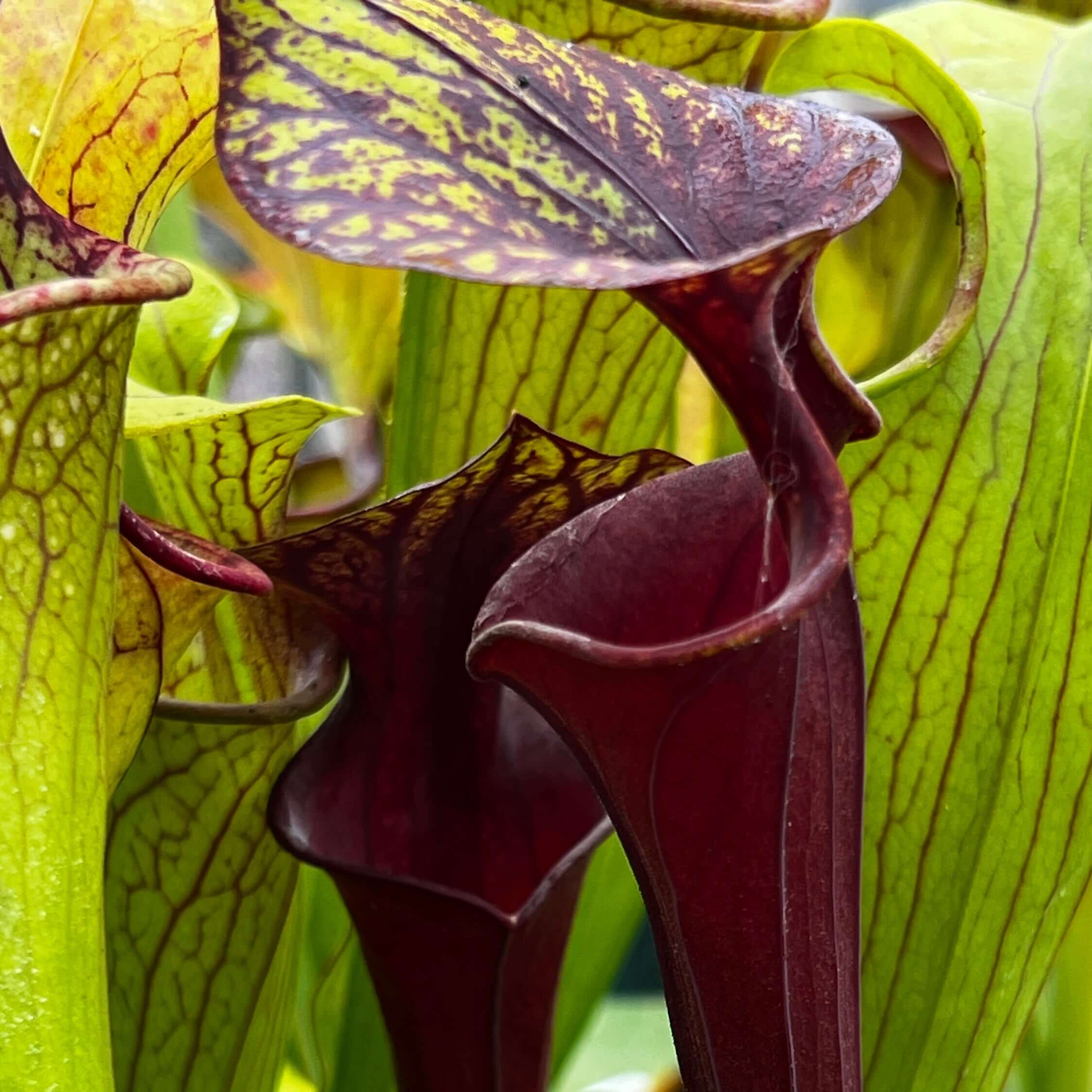 Sarracenia Flava Var. Rubricorpora - Selfed Mike King Plant (Sumatra Florida)