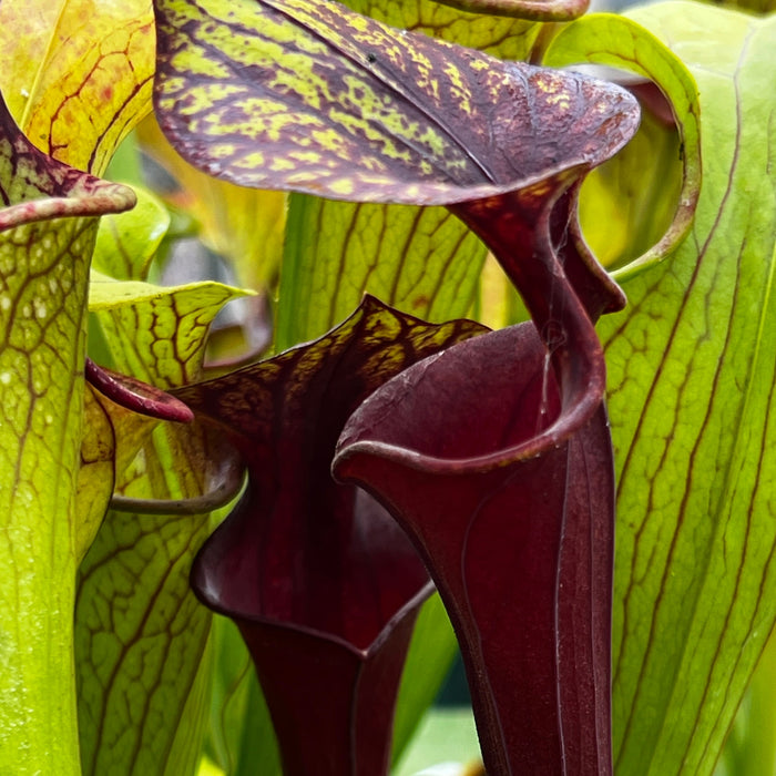 Sarracenia Flava Var. Rubricorpora - Selfed Mike King Plant (Sumatra Florida)