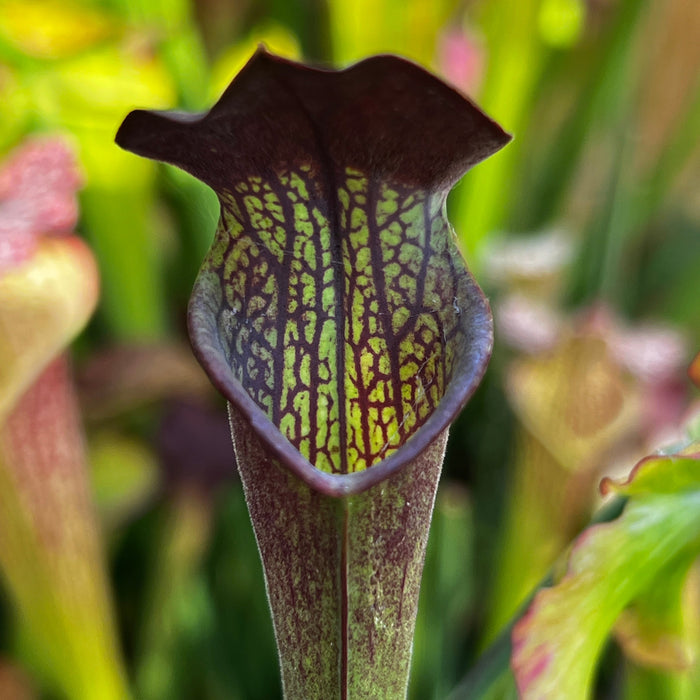 Sarracenia × Areolata (Alata Night X Leucophylla) Alata - Christian Klein