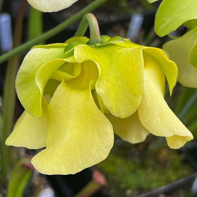 Sarracenia Alata Var. Nigropurpurea - Black Tube Large Form Mk-A60