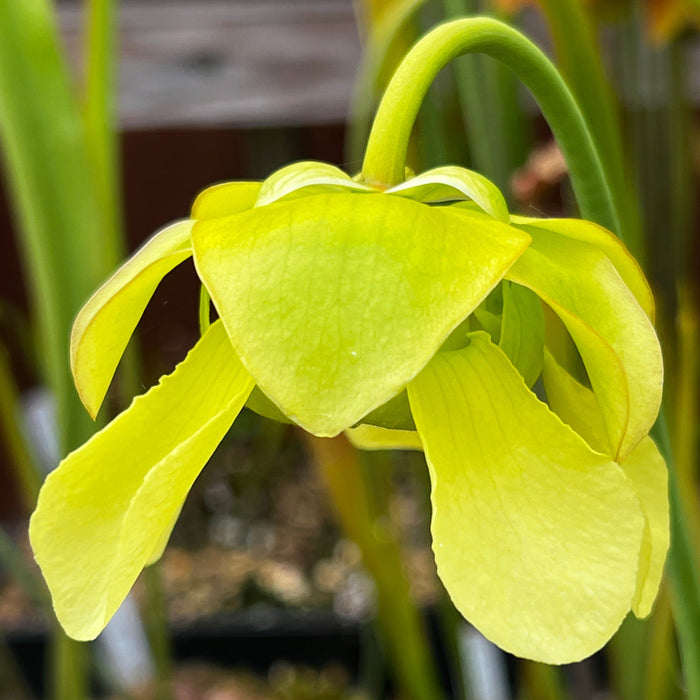 Sarracenia Blackadder