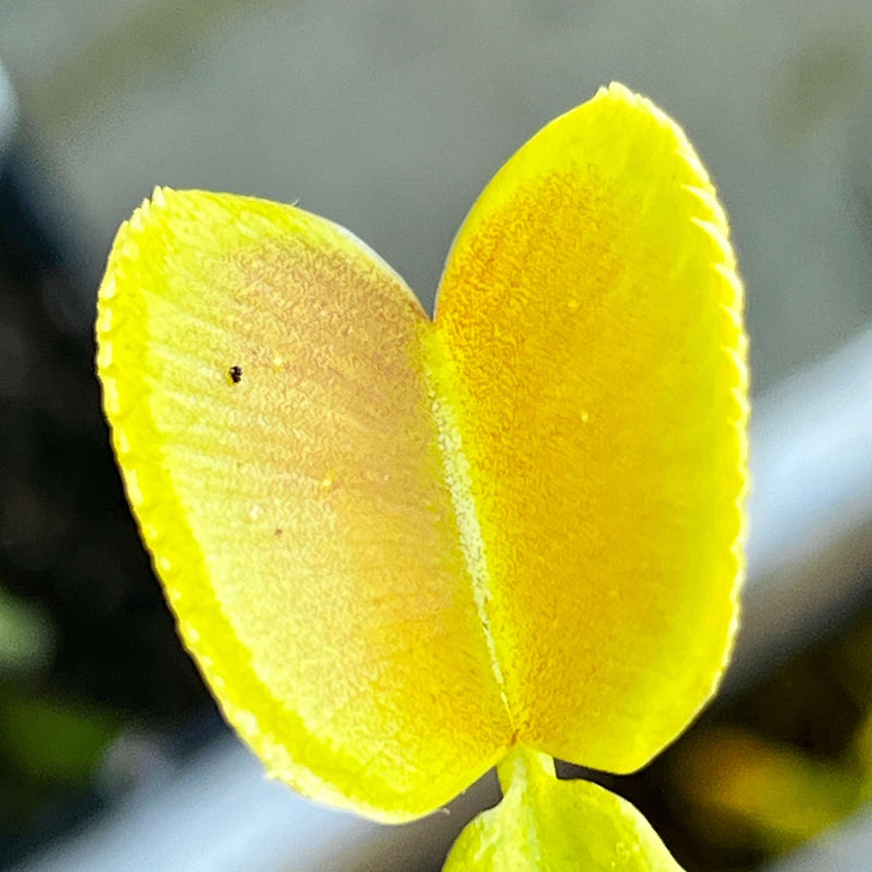 Dionaea Muscipula Microdent