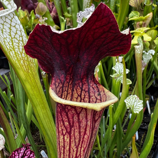 Sarracenia × Ahlesii Ann Mundy