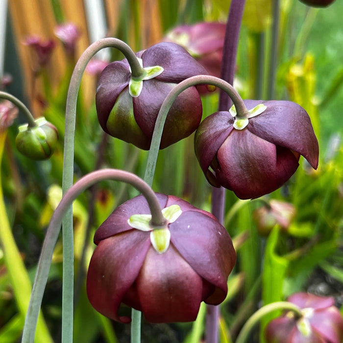 Sarracenia Dixie Lace