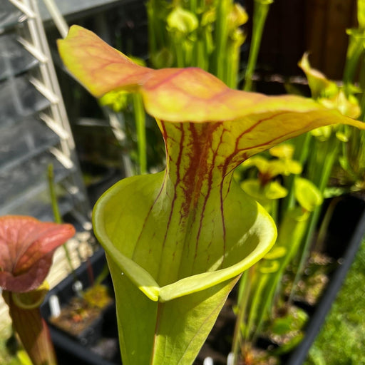 Sarracenia Flava Var. Cuprea Is-Fc01