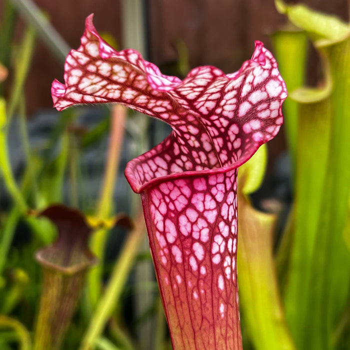 Sarracenia Danas Delight