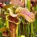 Sarracenia Reptilian Rose