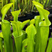 Sarracenia Oreophila Var. (Centre Alabama)