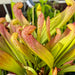 Sarracenia × Formosa Mk-H49E