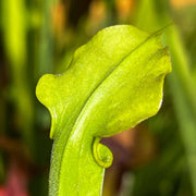 Sarracenia Alata Var. Rubrioperculata - Large Maroon Throat Mk-A59
