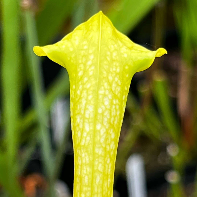 Sarracenia × Gilpini F. Heterophylla X Minor Var. Viridescens