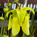 Sarracenia × Soperi (Alata - Red Lid X Flava) Mk-H17