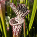 Sarracenia Leucophylla Red & White Mk-L29