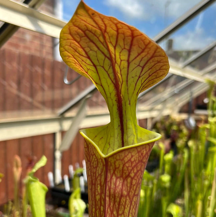 Sarracenia Flava Var. Cuprea - Very Large Form Mk-F153