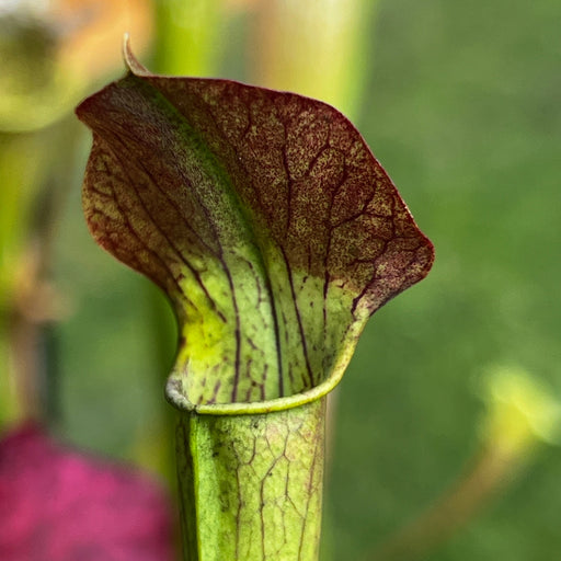 Sarracenia Alata Var. Atrorubra - Large Wide Red Lid (Desoto County Mississippi)