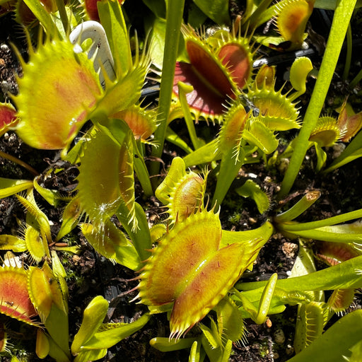 Dionaea Muscipula Tiger Fangs