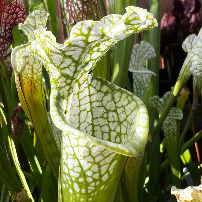 Sarracenia Leucophylla Var. Alba Hurricane Creek White - Clone A (Baldwin County Alabama) Mk-L145A