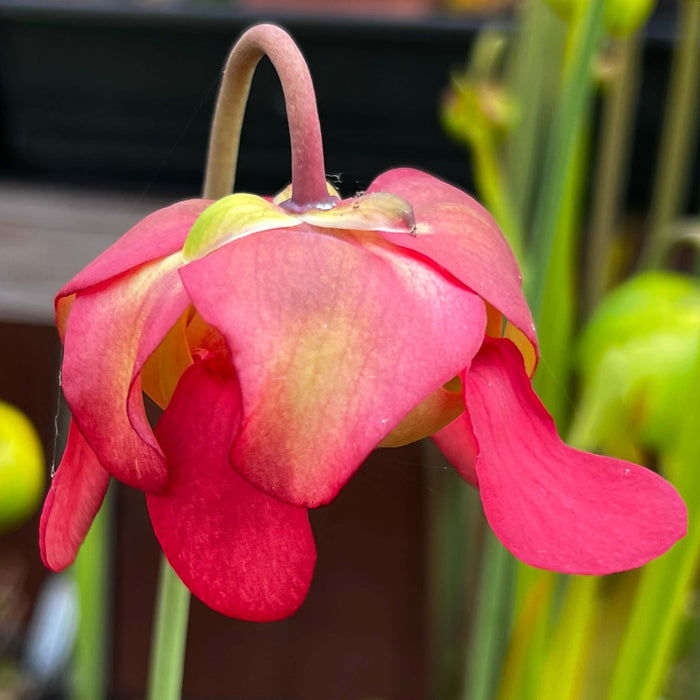 Sarracenia × Ahlesii Ms-Sh001