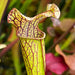 Sarracenia Welhams Wonder