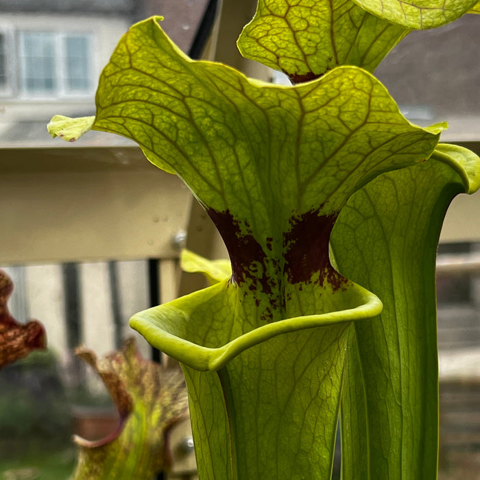 Sarracenia × Moorei Brooks Hybrid