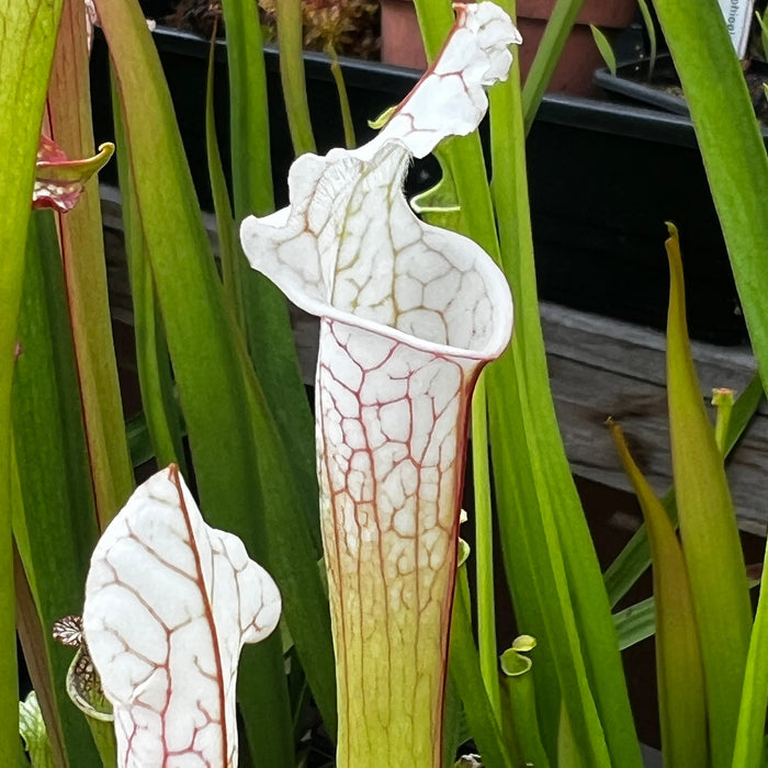 Sarracenia Leucophylla Var. Alba - Christian Klein