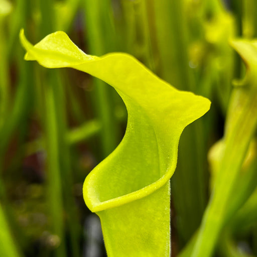 Sarracenia Alata Var. F. Viridescens (Washington County Alabama)