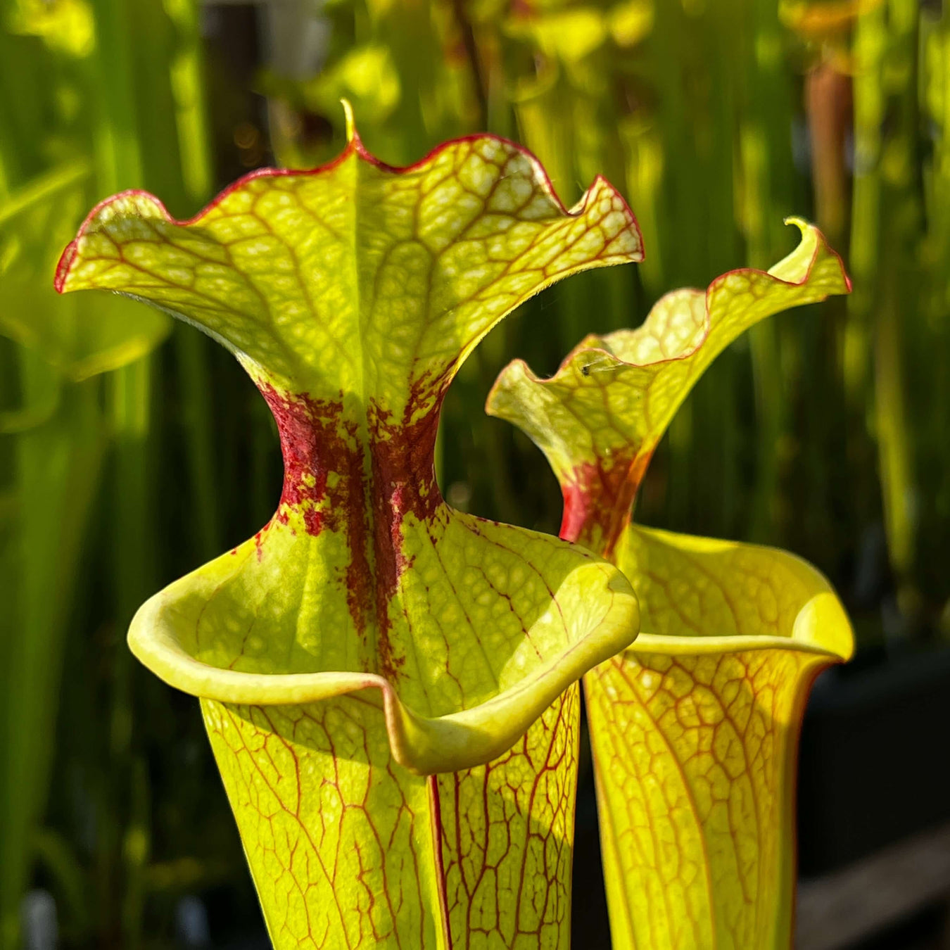 Named Location Sarracenia Hybrids