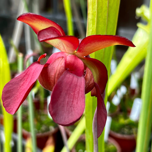 Sarracenia Mr Purple Haze