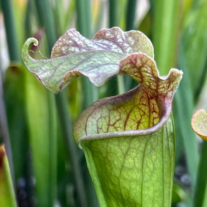 Sarracenia Akaikane