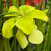 Sarracenia Alata Black Flag