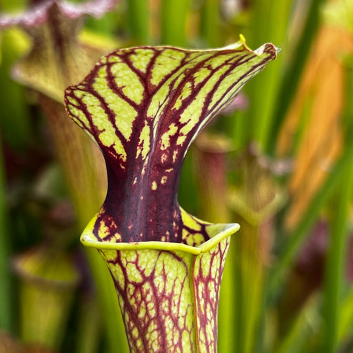 Sarracenia Jennys Choice