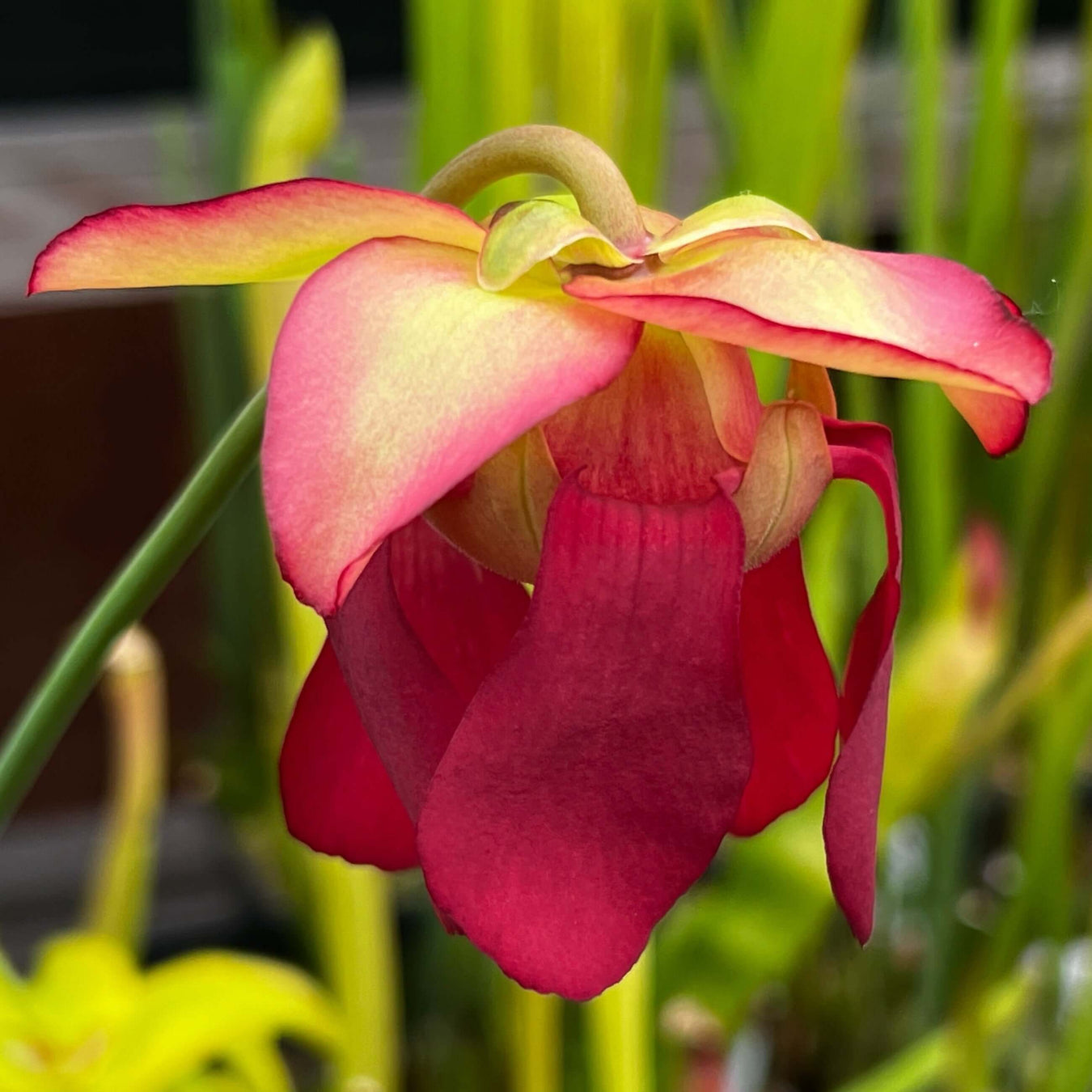 Sarracenia × excellens