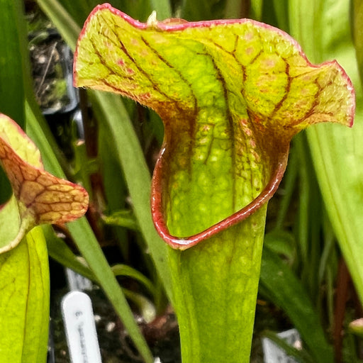 Sarracenia Freja