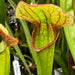 Sarracenia Freja