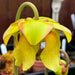 Sarracenia × Alava